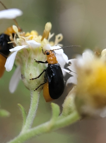 Aulacophora nigripennis