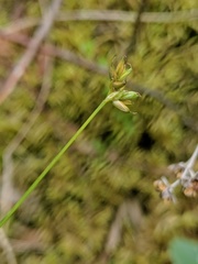 Carex tenuiflora
