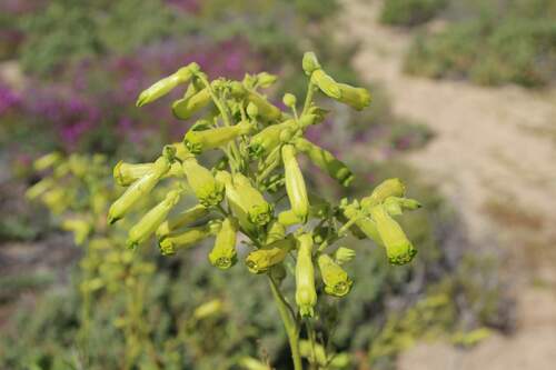 Image of Nicotiana solanifolia by (c) Cesar Ormazabal, some rights reserved (CC BY)