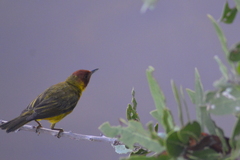 Setophaga petechia bryanti
