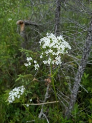 Valeriana uliginosa