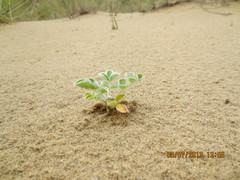 Astragalus lehmannianus