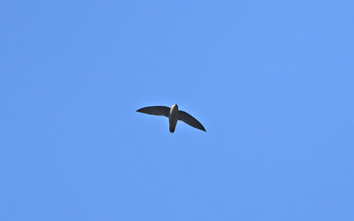 Band-rumped Swift (Chaetura spinicaudus), photo 2