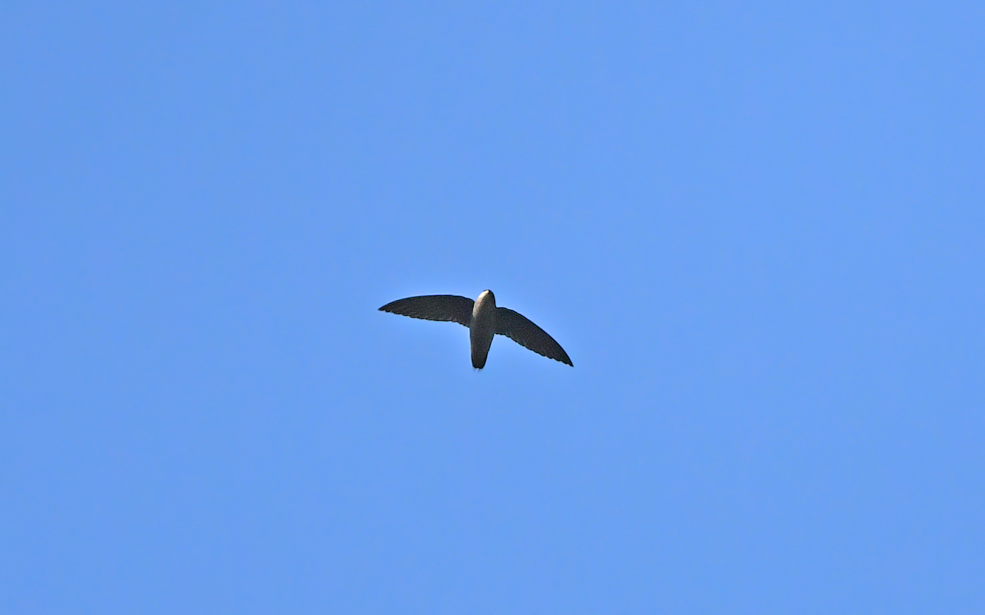 Band-rumped Swift (Chaetura spinicaudus), photo 2
