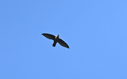 Band-rumped Swift (Chaetura spinicaudus)