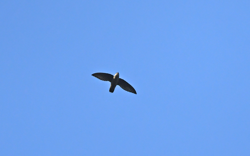 Band-rumped Swift (Chaetura spinicaudus), photo 8