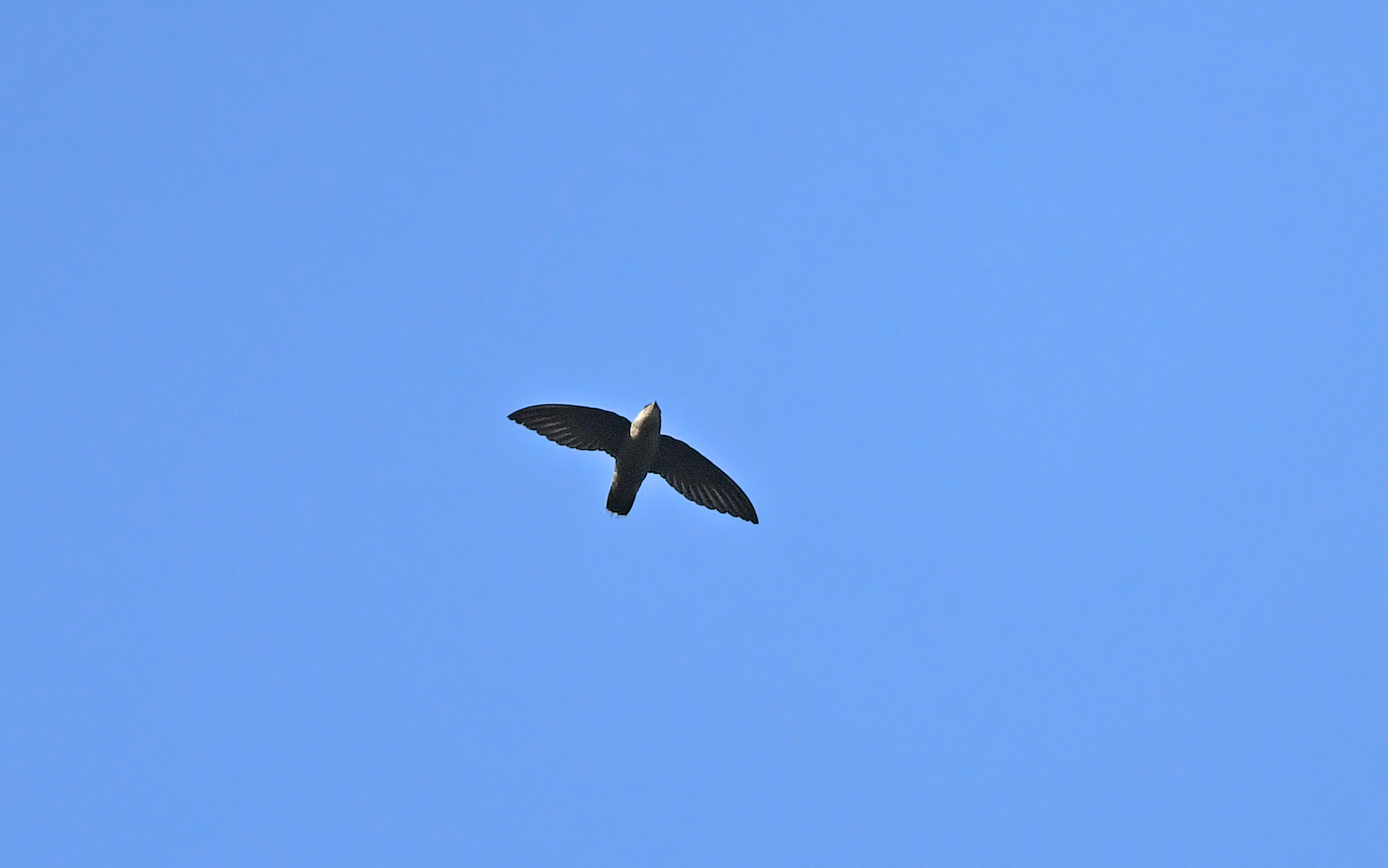 Band-rumped Swift (Chaetura spinicaudus), photo 9