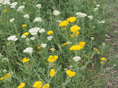 Achillea arabica