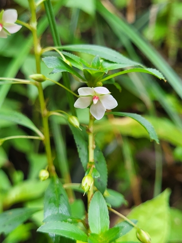Image of creole tea by (c) Jacek Pietruszewski, some rights reserved (CC BY)