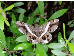 Chiasmia nora