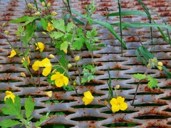 Chelidonium asiaticum