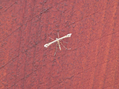 Amblyptilia pica
