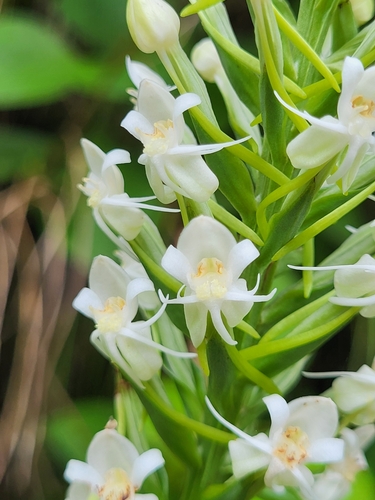 Image of Habenaria monorrhiza by (c) Jacek Pietruszewski, some rights reserved (CC BY)