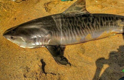 Tijgerhaai (Galeocerdo cuvier) — Carcharhinidae — 4