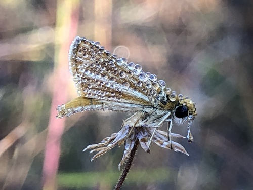 Southern Skipperling photo 5