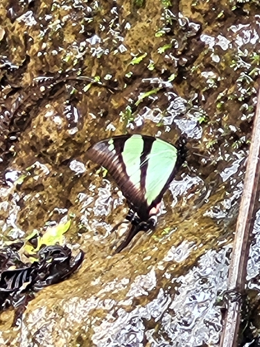 Thick-edged Kite-Swallowtail