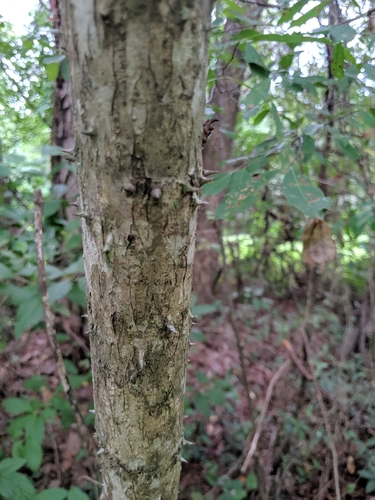 Aralia spinosa image
