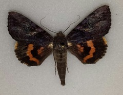 Catocala muliercula