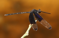 Dysphaea dimidiata