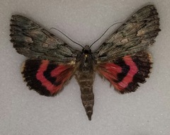 Catocala coccinata