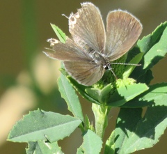 Cupido amyntula