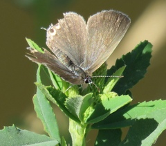 Cupido amyntula