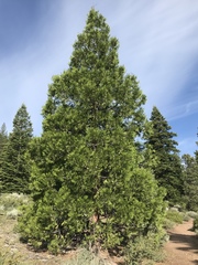 Calocedrus