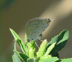 Cupido amyntula