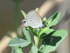 Cupido amyntula