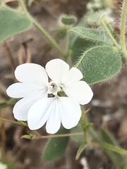 Blepharipappus scaber