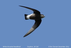 White-Throated Needletail photo 2