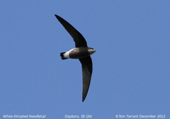 White-Throated Needletail photo 3