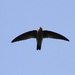 Germain's Swiftlet - Photo (c) Ron Knight, some rights reserved (CC BY)