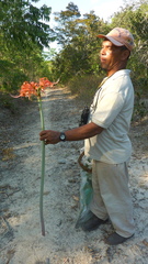 Hippeastrum stylosum