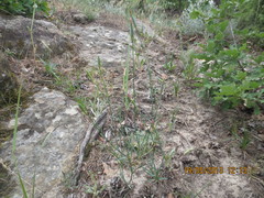 Dianthus schemachensis