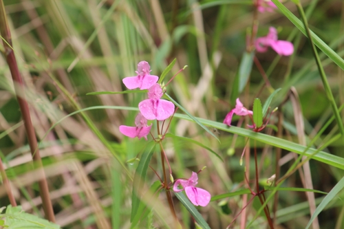 Image of Impatiens chinensis by (c) Sindhu Haridas, some rights reserved (CC BY)