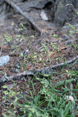 Silene lemmonii