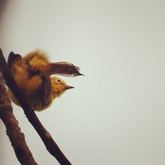 Zosterops senegalensis