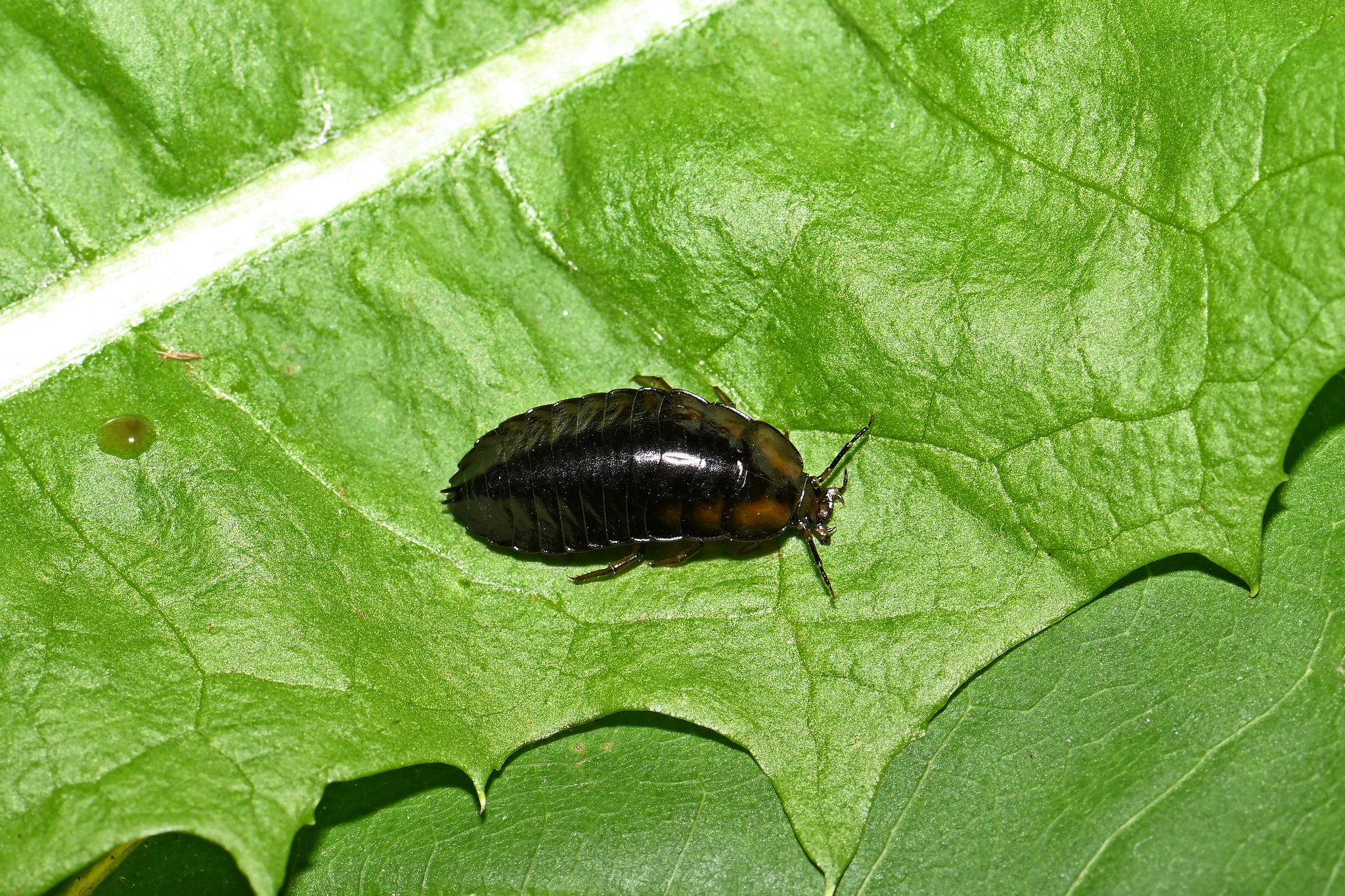 セダカオサムシ属 (属 Cychrus) · iNaturalist