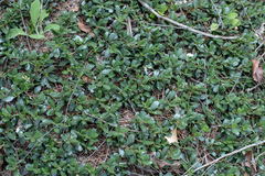 Ceanothus prostratus