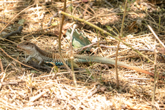 Aspidoscelis motaguae