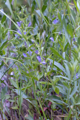Scutellaria antirrhinoides