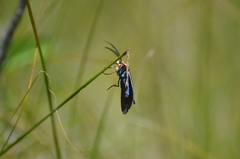 Ctenucha