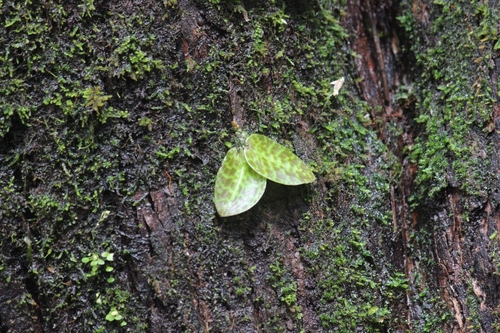 Image of Porpax jerdoniana by (c) Sindhu Haridas, some rights reserved (CC BY)