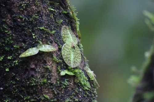 Image of Porpax jerdoniana by (c) Sindhu Haridas, some rights reserved (CC BY)