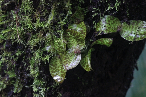 Image of Porpax jerdoniana by (c) Sindhu Haridas, some rights reserved (CC BY)