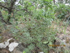 Teucrium orientale