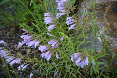 Penstemon lyallii