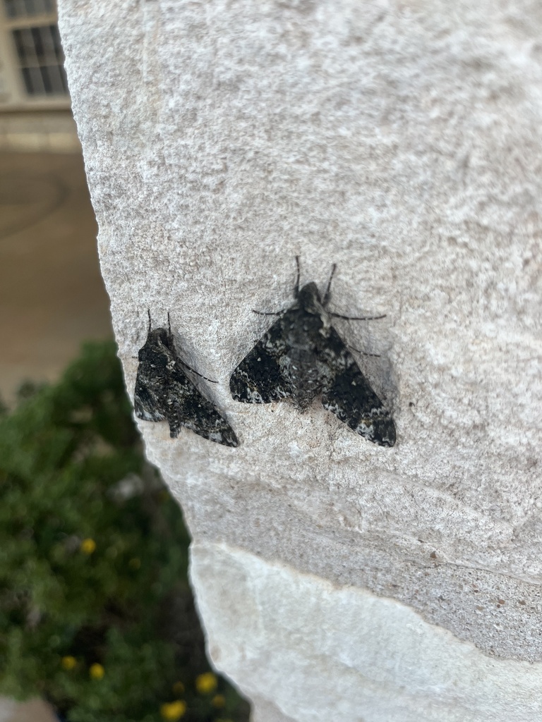 Pawpaw Sphinx from W Main St, Fredericksburg, TX, US on October 19 ...