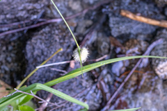 Sparganium angustifolium